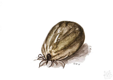 Rating: s
ID: 5377560
Date: 2025-02-16 15:03:25 -0500
Status: active
Score: 0
2016 acarine ambiguous_gender arachnid arthropod artist_logo dated feral kola_(artist) logo painting_(artwork) parasitiform shadow signature simple_background solo tan_body tick_(arachnid) traditional_media_(artwork) traditional_painting_(artwork) traditional_watercolor_(artwork) watercolor_(artwork) white_background post #5377560