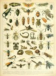 Rating: s
ID: 4472749
Date: 2023-12-14 18:28:26 -0500
Status: active
Score: 4
absurd_res adolphe_millot ambiguous_feral ambiguous_gender ambush_bug ancient_art antennae_(anatomy) arthropod assassin_bug bee bee_fly beetle biological_illustration brazilian_treehopper carpenter_bee chlorion chlorion_lobatum cicada coreid crown_wasp cuckoo_wasp cucujoid digger_wasp exoskeleton female feral fly_(animal) golden_egg_bug hi_res hymenopteran insect insect_wings jewel_bug katydid ladybug lanternfly leaf-footed_bug leaf_beetle orthopterid parasitoid_wasp planthopper potter_wasp public_domain scoliid shield_bug spider_wasp stalk-eyed_fly stalk_eyes technical_illustration text thread-waisted_wasp tortoise_beetle traditional_media_(artwork) treehopper true_bug velvet_ant velvet_wasp wasp weta wings zoological_illustration post #4472749