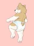 Rating: s
ID: 5609600
Date: 2025-05-30 15:36:27 -0400
Status: active
Score: 15
anthro brown_body brown_fur canid canine canis clean_diaper clothed clothing corey(fluffypamps) diaper diaper_only domestic_dog fluffypamps fur herding_dog hi_res male mammal pastoral_dog pawpads paws pink_background pink_pawpads rear_view simple_background solo tan_body tan_fur toddler topless wearing_diaper welsh_corgi wetness_indicator young young_anthro young_male post #5609600