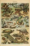Rating: s
ID: 4472774
Date: 2023-12-14 18:31:52 -0500
Status: active
Score: 29
absurd_res adolphe_millot agamid alligatorid ambiguous_gender amphibian anaconda ancient_art asp biological_illustration boa_(snake) boa_constrictor boinae caiman chameleon cheloniid cobra colubrid coral_snake crested_newt crocodile crocodilian elapid_(snake) feral flying_frog flying_lizard forked_tongue frog galápagos_tortoise gavialid gecko gharial gila_monster girdled_lizard greek_tortoise green_anaconda green_iguana green_sea_turtle helmeted_lizard helodermatid hi_res iguana iguanid leaf-tailed_gecko lizard mammal marine mata_mata mole_salamander monitor_lizard newt olm paca partially_submerged pit_viper plant public_domain puff_adder quadruped rattle_(anatomy) rattlesnake reptile rodent salamander scales scalie sea_turtle shell skink snake snake-necked_turtle snake_hood snapping_turtle softshell_turtle tail technical_illustration text thorny_devil tiger_salamander toad_(frog) tongue tongue_out tortoise traditional_media_(artwork) turtle turtle_shell viper water zoological_illustration post #4472774