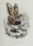 Rating: s
ID: 5641056
Date: 2025-06-14 04:54:57 -0400
Status: pending
Score: 2
1862 19th_century absurd_res ambiguous_gender amedee_varin ancient_art animal_humanoid anthro arthropod arthropod_humanoid avian big_wings bindle bindle_stick biped bird black_bottomwear black_clothing black_pants bottomwear bowed_string_instrument building butterfly butterfly_humanoid caption clothing crossed_arms crossed_legs dancing flower footwear hi_res humanoid insect insect_humanoid insect_wings lepidopteran lepidopteran_humanoid lepidopteran_wings looking_at_viewer musical_instrument nest pants plant playing_music playing_violin public_domain shoes simple_background sitting solo string_instrument tree violin white_background wings post #5641056