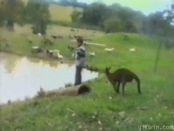 Rating: s
ID: 106092
Date: 2010-12-08 02:00:59 -0500
Status: active
Score: 22
2010 4:3 ambiguous_gender animated australia avian balancing_on_tail clothing grandfathered_content grass group hoodie human kangaroo kick lake lol_comments loop low_res macropod male mammal marsupial mean meme outside partially_submerged plant prank real reflection short_playtime sneaky tail topwear unknown_artist wet post #106092