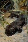 Rating: s
ID: 5283329
Date: 2025-01-02 23:07:55 -0500
Status: active
Score: 15
1916 20th_century alfred_weczerzick ambiguous_gender amphibian ancient_art black_body black_tail blue_eyes feet feral giant_salamander hi_res lithograph_(artwork) outside plant public_domain pupils quadruped realistic salamander signature slit_pupils solo tail toes traditional_media_(artwork) water post #5283329