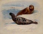 Rating: s
ID: 3137948
Date: 2022-01-23 10:13:14 -0500
Status: active
Score: 13
20th_century 5:4 ambiguous_gender ancient_art archibald_thorburn bearded_seal biological_illustration brown_body brown_fur claws duo_focus english_text feral fin fur group hi_res hooded_seal ice mammal marine multicolored_body multicolored_fur no_sclera nude outside pinniped public_domain seal tail tail_fin technical_illustration text traditional_media_(artwork) two_tone_body two_tone_fur water whiskers zoological_illustration post #3137948