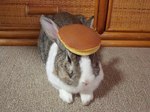 Rating: s
ID: 84966
Date: 2010-07-24 15:58:20 -0400
Status: active
Score: 976
2010 4:3 ambiguous_gender archived_source brown_body brown_fur carpet daww domestic_pet domestic_rabbit dorayaki dutch_rabbit feral food fur furniture grandfathered_content hironori_akutagawa icon inside lagomorph leporid male_(lore) mammal meme multicolored_body multicolored_fur oolong_the_rabbit oryctolagus pancake pancake_on_head photography_(artwork) rabbit reaction_image real real_world solo two_tone_body two_tone_fur what whiskers white_body white_fur wood wood_furniture post #84966