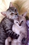 Rating: s
ID: 5191386
Date: 2024-11-19 01:39:18 -0500
Status: active
Score: 291
2016 absurd_res ambiguous_gender blue_eyes brown_eyes daughter_(lore) digital_media_(artwork) domestic_cat duo felid feline felis feral flavia-elric fur hi_res holidays hug inner_ear_fluff lying mammal mother's_day mother_(lore) mother_and_child_(lore) mother_and_daughter_(lore) mouth_closed on_back on_side parent_(lore) parent_and_child_(lore) parent_and_daughter_(lore) paws photorealism pupils quadruped realistic realistic_feral tuft whiskers post #5191386
