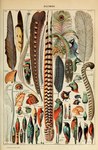 Rating: s
ID: 4500832
Date: 2023-12-28 19:03:00 -0500
Status: active
Score: 18
absurd_res adolphe_millot ambiguous_gender ancient_art andean_cock-of-the-rock avian beak biological_illustration biped bird chrysolophus cockatoo corpse feathered_wings feathers feral french_text galliform golden_pheasant great_crested_grebe green_body green_feathers group hi_res major_mitchell's_cockatoo male manakin new_world_suboscine oscine paradisaeid parrot passerine peacock_feather peafowl phasianid public_domain red_body red_feathers suboscine technical_illustration text traditional_media_(artwork) wings zoological_illustration post #4500832