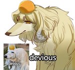 Rating: s
ID: 3555899
Date: 2022-09-08 22:06:36 -0400
Status: active
Score: 167
canid canine canis daww domestic_dog female feral food fruit fur humor kemono mammal nonoka917 orange_(fruit) plant real_world solo text uncomfortable whisper_(app) yellow_body yellow_fur post #3555899