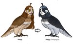 Rating: s
ID: 5586879
Date: 2025-05-20 19:35:21 -0400
Status: pending
Score: 3
2024 3_toes avian bingoblin black_body black_claws black_eyebrows black_feathers black_hair black_tail breasts brown_body brown_claws brown_feathers brown_hair brown_lips brown_tail brown_wings claws closed_frown colored digital_drawing_(artwork) digital_media_(artwork) directional_arrow english_description english_text european_mythology evolution eyebrows eyelashes feathered_wings feathers feet female female_feral feral folded_wings frown greek_mythology grey_lips hair hair_over_eye harpy hi_res light lighting lips long_hair looking_at_viewer medium_breasts mouth_closed multicolored_body multicolored_feathers mythological_avian mythological_creature mythology non-mammal_breasts pink_mouth shaded sharp_teeth smile smiling_at_viewer solo tail tail_feathers talons teeth text thick_bottom_lip toe_claws toes white_body white_feathers white_skin wings yellow_eyes post #5586879