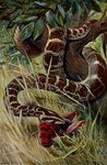 Rating: s
ID: 5283322
Date: 2025-01-02 23:02:22 -0500
Status: active
Score: 15
1916 20th_century alfred_weczerzick ambiguous_gender ancient_art apode avian beak bird black_body black_scales brown_body brown_scales duo eating feathers feral grass hi_res indian_python legless lithograph_(artwork) multicolored_body multicolored_scales outside parrot plant public_domain python realistic red_body red_feathers reptile scales scalie signature snake traditional_media_(artwork) tree violence white_body white_scales wings post #5283322