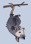 Rating: s
ID: 5589642
Date: 2025-05-21 23:49:12 -0400
Status: active
Score: 17
ambiguous_gender american_opossum branch feefal feral fur grey_body grey_fur hanging_by_tail hi_res mammal marsupial prehensile_tail snout solo tail toony upside_down whiskers post #5589642