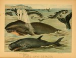 Rating: s
ID: 4530275
Date: 2024-01-12 11:03:57 -0500
Status: active
Score: 7
1897 19th_century ambiguous_gender ancient_art avian baleen baleen_whale biological_illustration bird cetacean dolphin dorsal_fin feral fin group hi_res hugh_craig mammal marine partially_submerged porpoise public_domain right_whale tail tail_fin technical_illustration text toothed_whale traditional_media_(artwork) water whale zoological_illustration post #4530275