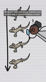 Rating: s
ID: 4928728
Date: 2024-07-19 08:19:13 -0400
Status: active
Score: 37
2024 2d_animation 5_toes 9:16 ambiguous_gender animated anole bald bodily_fluids branch brown_body brown_skin claws death digital_media_(artwork) dot_eyes english_audio english_text exclamation_point eyes_closed facial_hair feet feral frown grey_hair hair hi_res human hurricane leaf_blower lizard long_playtime loop magnifying_glass mammal minuteearth motion_lines murid murine mustache palm_tree plant rat reptile rodent scalie simple_eyes sound southern_bahamas_anole stick subtitled sweat sweatdrop text toe_claws toes tree voice_acted webm white_text wind x_eyes post #4928728