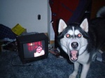 Rating: s
ID: 70370
Date: 2010-04-20 15:58:16 -0400
Status: active
Score: 741
2010 4:3 ambiguous_gender body_horror canid canine canis compression_artifacts creepypasta crt domestic_dog electronics feral flabbergasted grandfathered_content grin husky inside looking_at_viewer male mammal meme messy nightmare_fuel nordic_sled_dog open_mouth real red_eyes smile smile.dog solo spitz surprise teeth television third-party_edit tongue unknown_artist post #70370