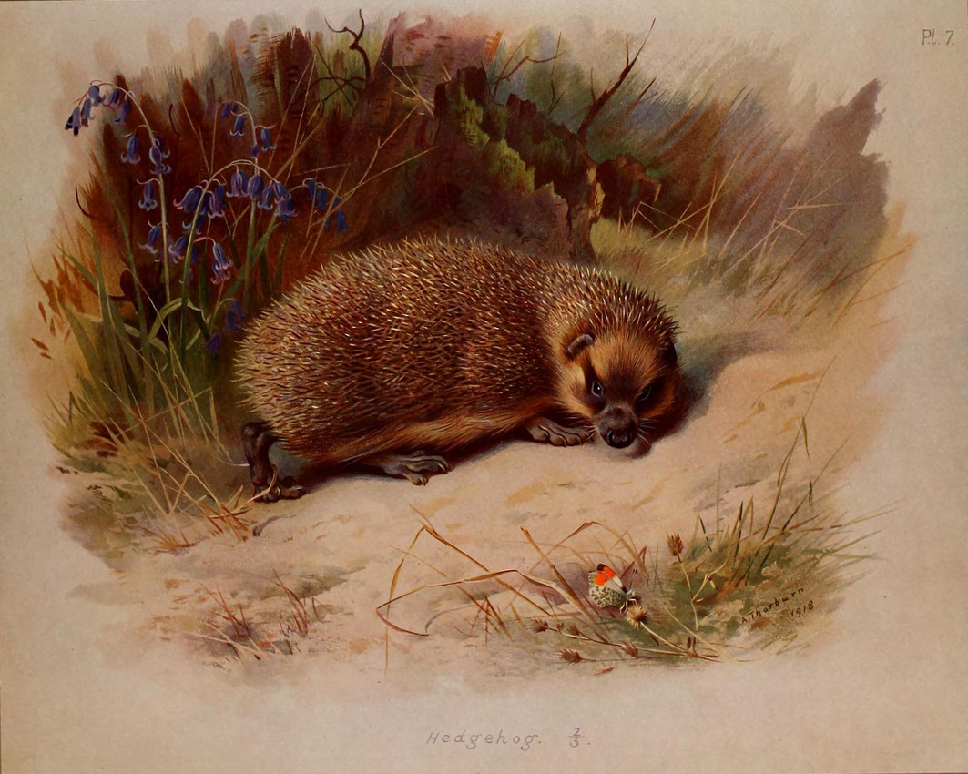 public domain created by archibald thorburn
