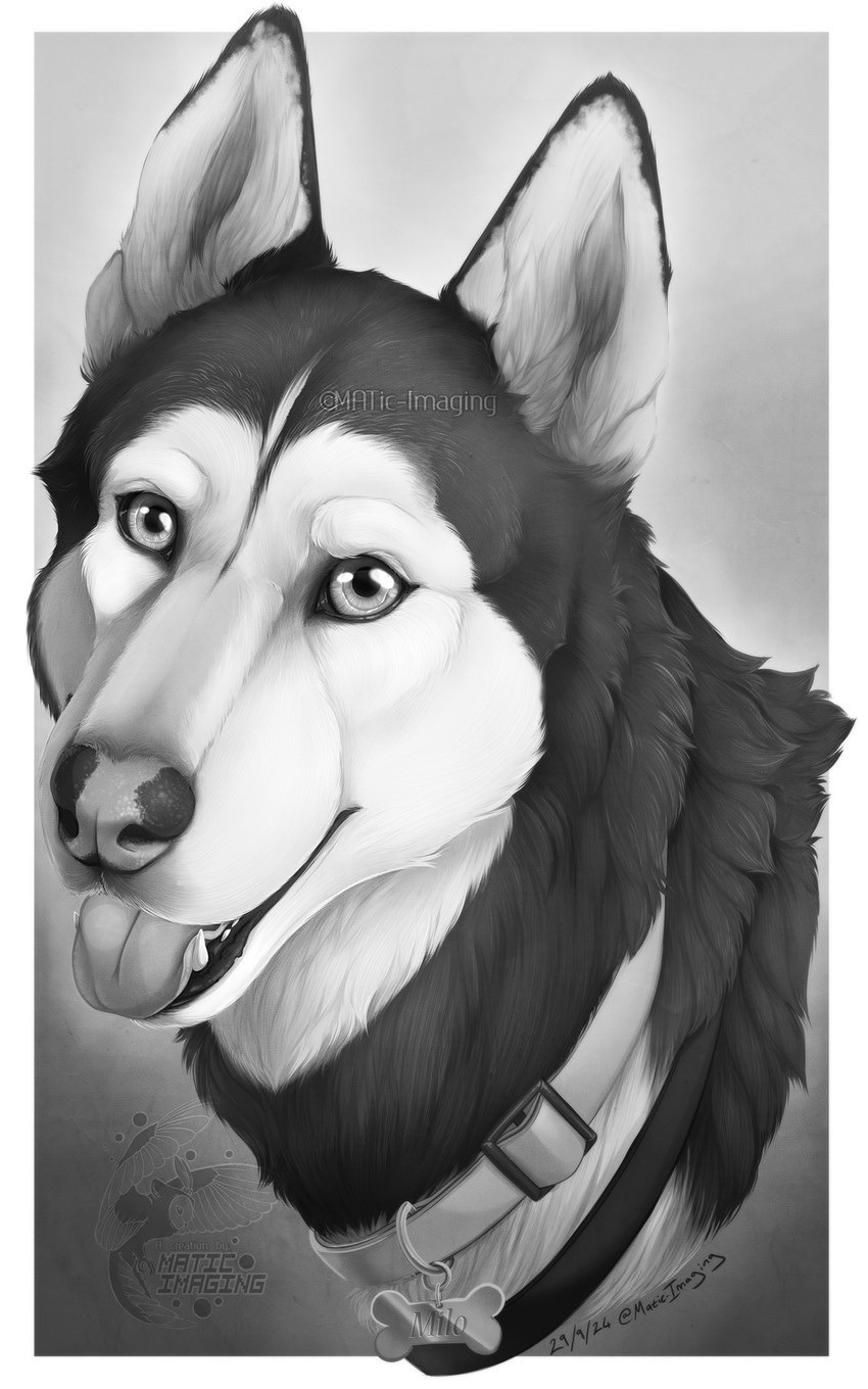 milo the husky created by maticdesigns