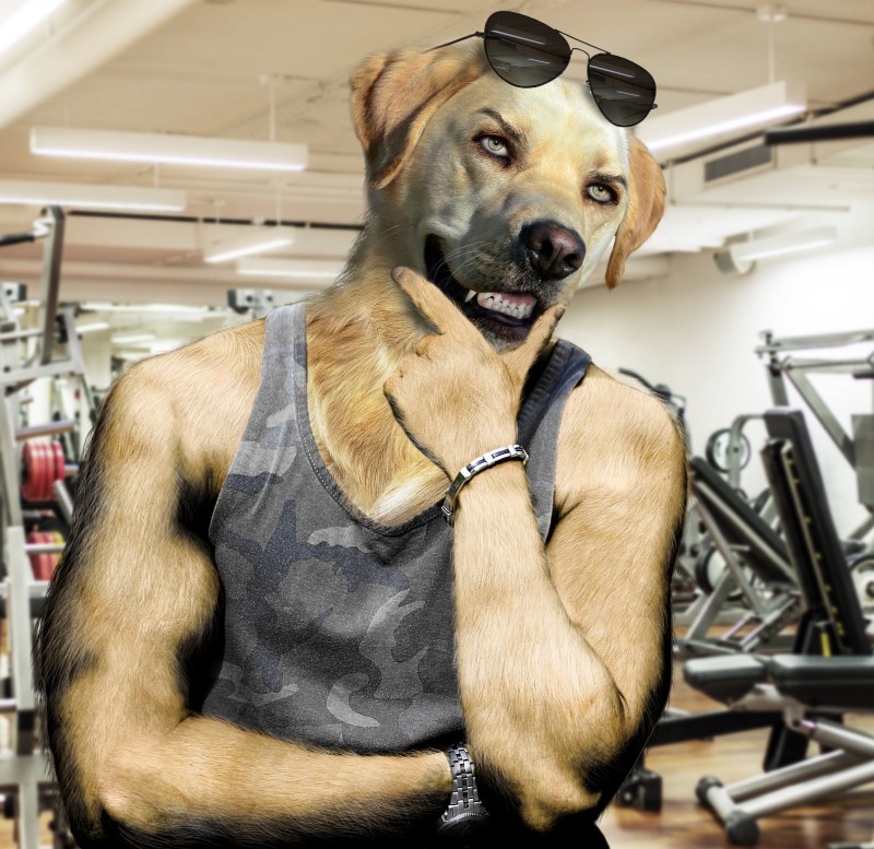 mr. peanutbutter (bojack horseman and etc) created by third-party edit